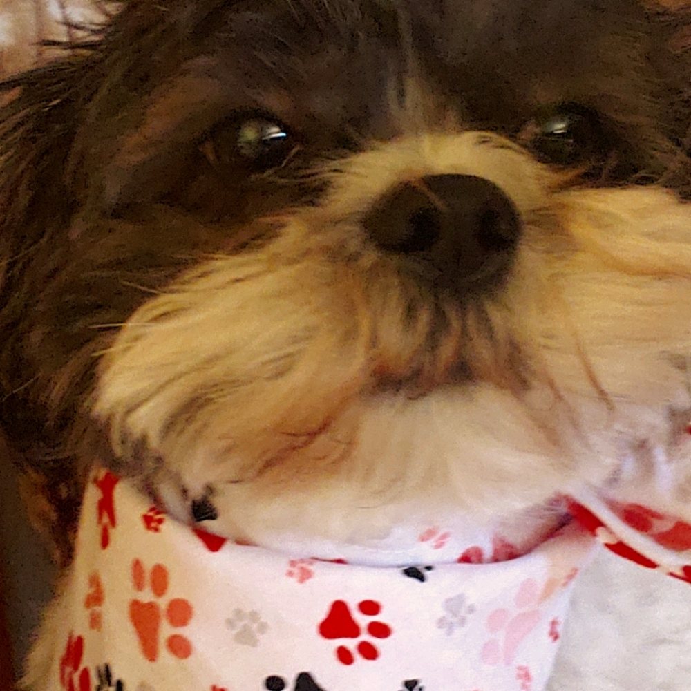 dog scarf (reversible)